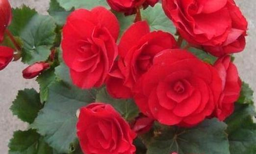 玫瑰花的生长习性——喜水的玫瑰花（探寻玫瑰花喜水的原因与生长技巧）