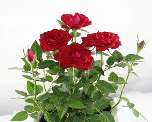 玫瑰花的花期和开花次数（了解玫瑰花的生长规律和护理技巧）