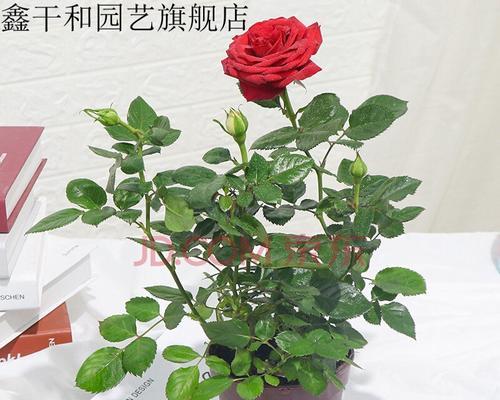室内玫瑰花的种植与注意事项（有毒的玫瑰花可以放在家里吗）