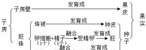 玫瑰花种子的获取与培育（从花朵到种子）