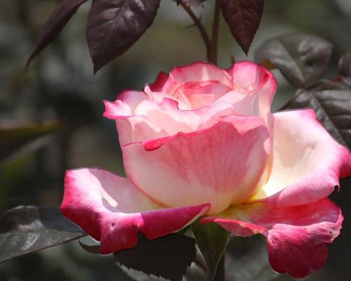 玫瑰开花的最适温度是多少度（科学探究玫瑰开花的温度范围及影响因素）