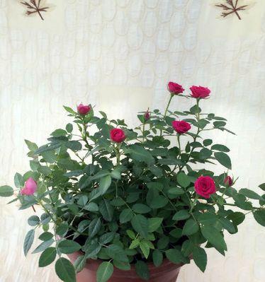 玫瑰花可以种在花盆里吗（了解玫瑰花种植的技巧与窍门）