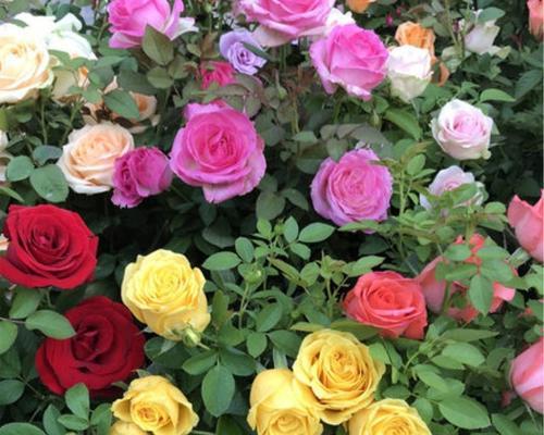 玫瑰开花的季节与时间剖析（探究玫瑰花的花期和开花特点）