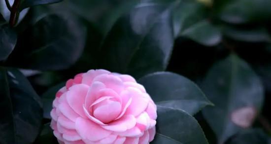 玫瑰：单子叶植物的代表