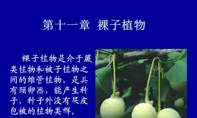 玫瑰花的分类学特征（揭秘玫瑰属为什么不是裸子植物）