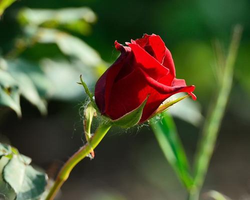 玫瑰属于何种植物类型（探秘玫瑰的植物分类与特征）