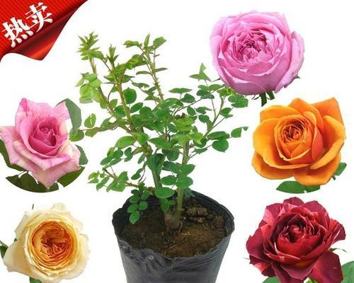 了解玫瑰的多样性——从品种到颜色（探索玫瑰家族的众多品种与不同花色）