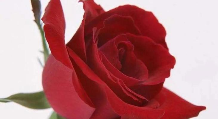 如何让你的玫瑰过一个健康的冬季（玫瑰保护指南）