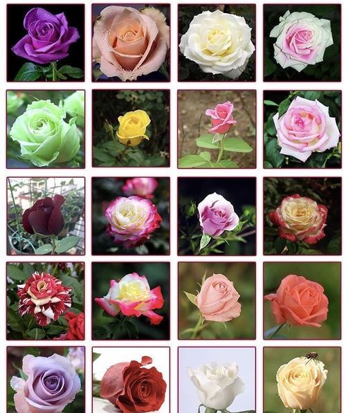 如何选择合适的月份种植玫瑰种子（了解玫瑰种子的生长规律与特点）