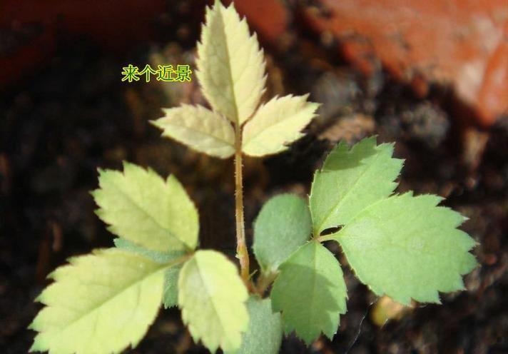 如何催芽玫瑰种子（催芽玫瑰种子的步骤和技巧）