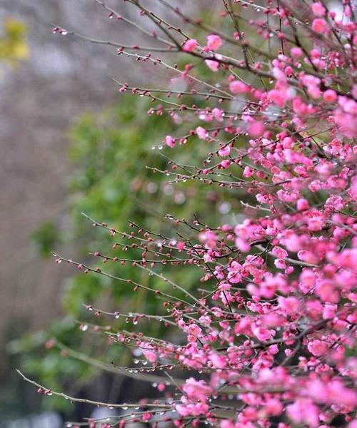 揭秘梅菜的真面目（梅菜究竟是不是雪里红）