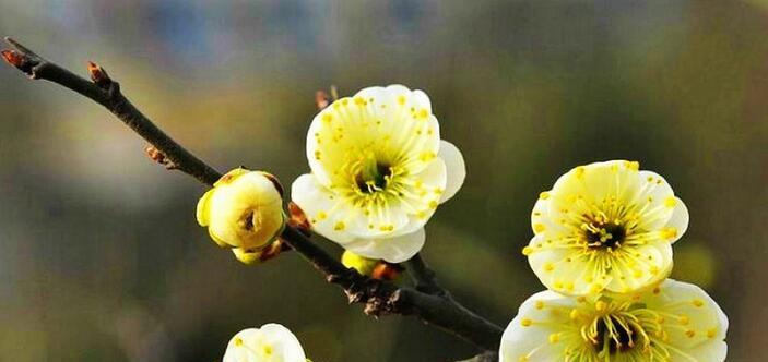 梅花不长叶子怎么办（让梅花长出叶子）