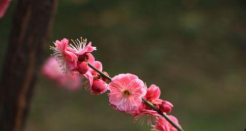 梅花春天开花的奇妙之处（探秘梅花开花的生命密码）