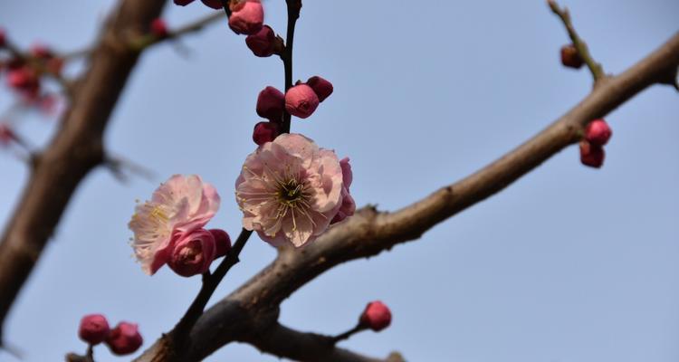 梅花春天开花的奇妙之处（探秘梅花开花的生命密码）