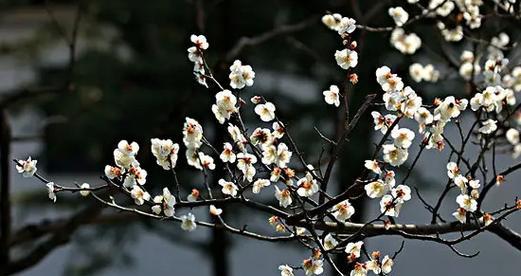 梅花的花语与意义（探究梅花的象征意义）