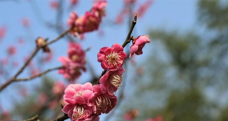 梅花的象征意义（探究生肖与梅花的关系）