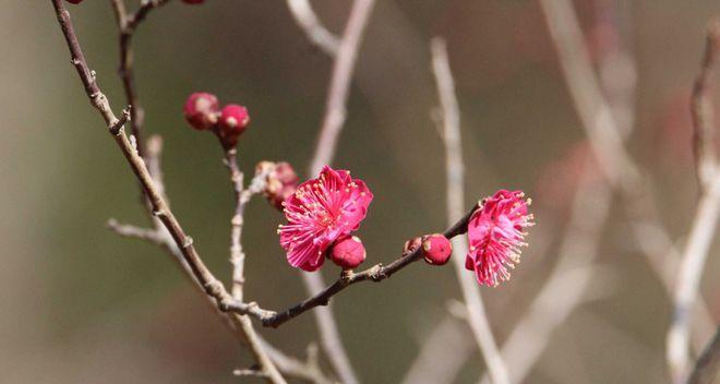 解密梅花根（探索梅花根的神秘世界）