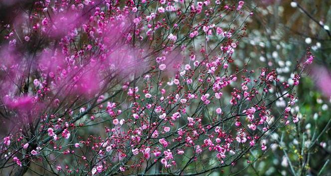 梅花的花期是什么时候？——揭秘梅花的开放时间和品种特征