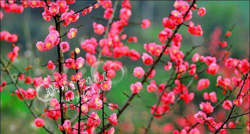 梅花的颜色之谜（解析梅花不同颜色的含义与特点）