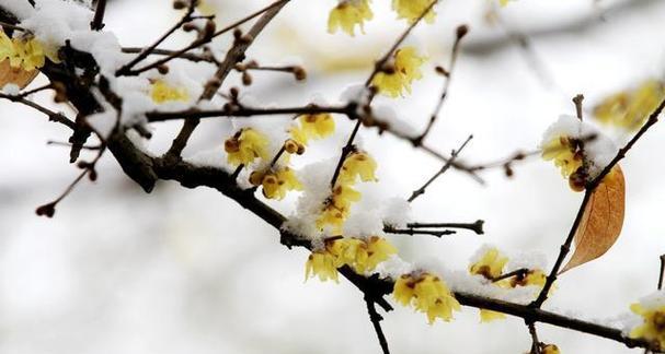 梅花的花语及代表意义（用花语探寻梅花的内涵）