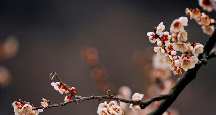 梅花的花语及代表意义（用花语探寻梅花的内涵）