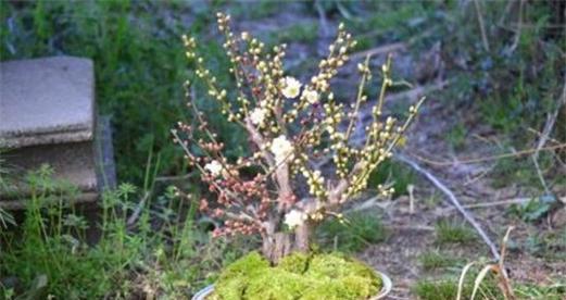 梅花的生长环境和特点（解析梅花的生长环境、养护和繁殖）