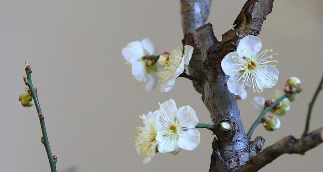 四季梅花的养殖方法和注意事项（打造漂亮的梅花花园）