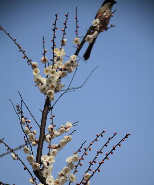 梅花冬天开花的奥秘（探秘梅花的生长特点及开花规律）