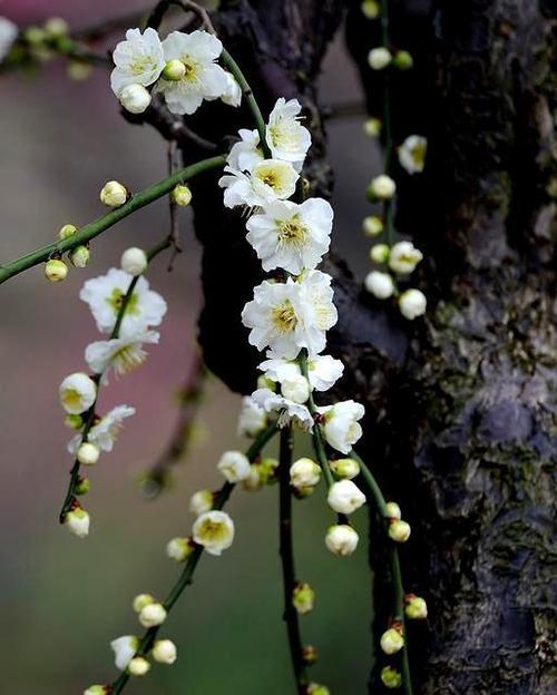 梅花能否在冬天栽种成功（解读梅花的适应性和养护技巧）