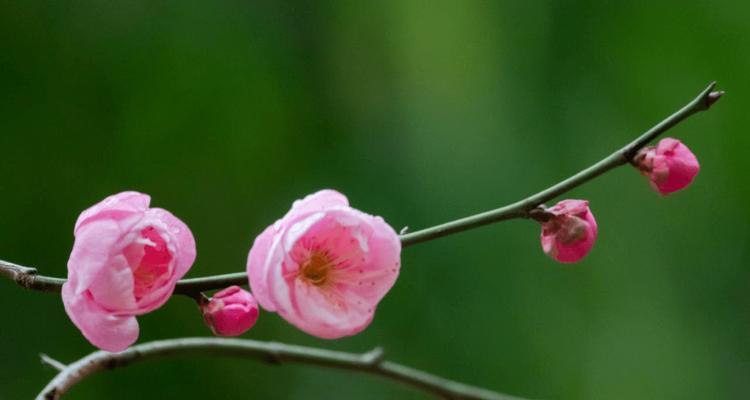 梅花开花时间解析（探究梅花开花的规律与特点）