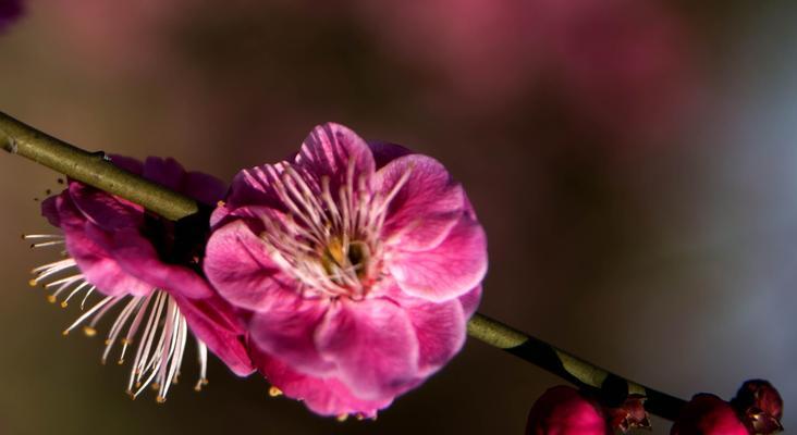 梅花开花时间解析（探究梅花开花的规律与特点）