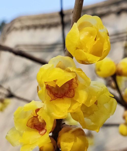 探究梅花和腊梅花的异同（揭开梅花和腊梅花的神秘面纱）