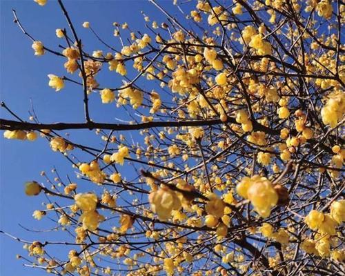 揭秘梅花的花期（了解梅花开放的时间和花期特点）