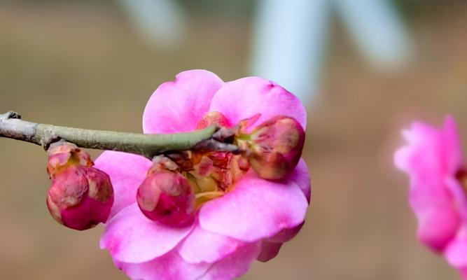 梅花的花期有多久时间（探究梅花花期长短的因素和特点）