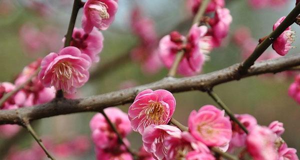 梅花的花语及代表意义（探寻梅花的吉祥之意）