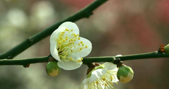 梅花的花语与寓意：探究冬季之花的含义