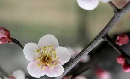 梅花的花语与寓意：探究冬季之花的含义