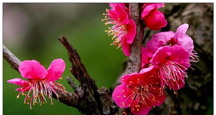 梅花换土时间和方法（全面了解梅花的换土时间和正确方法）