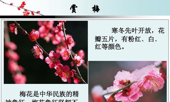 梅花生长水分管理（春夏秋冬各异）