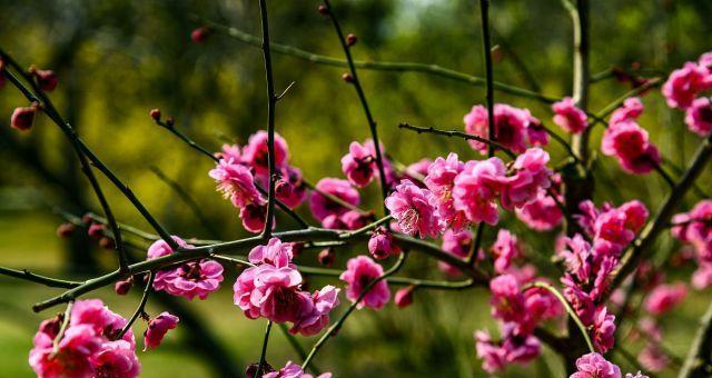 梅花开花时间及其特点（揭秘梅花开花的奥秘）