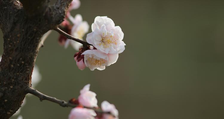 梅花开花时间及其特点（揭秘梅花开花的奥秘）