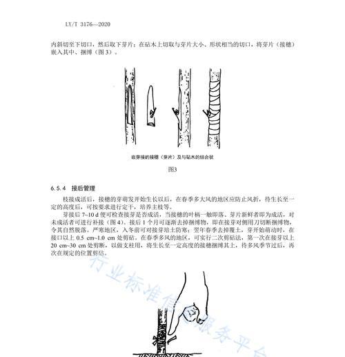 梅花浇水全攻略（正确浇水的时间和方法）