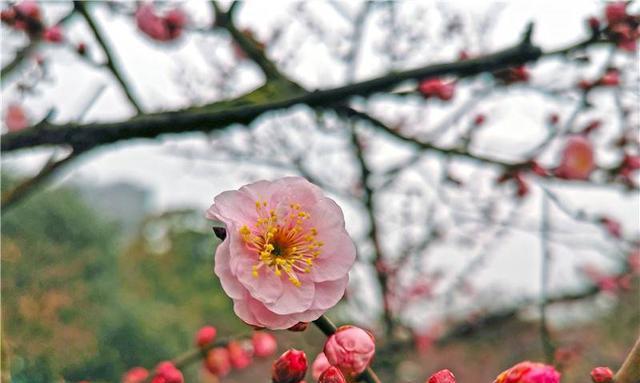 梅花开花温度的奥秘（探究梅花开花温度）