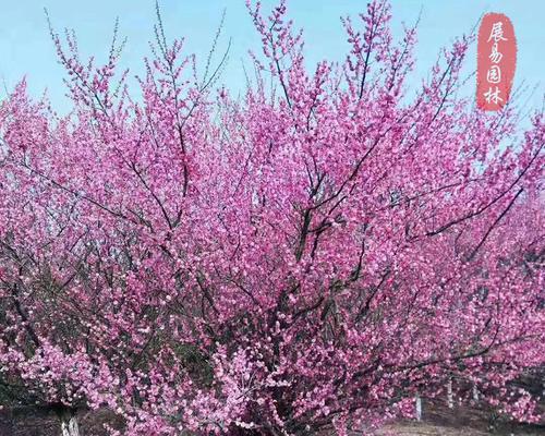 在院子里种梅花，让家更美丽（种植技巧）