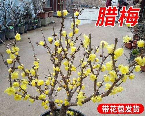 在院子里种梅花，让家更美丽（种植技巧）