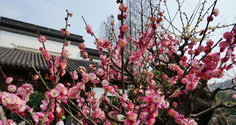 在院子里种梅花，让家更美丽（种植技巧）