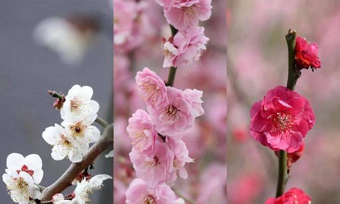 如何选择梅花品种（五大品种大揭秘——你需要知道的梅花品种选购指南）