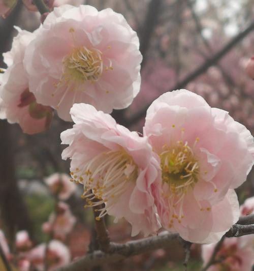 探究梅花的耐寒能力（低温下的梅花生长和适应能力研究）