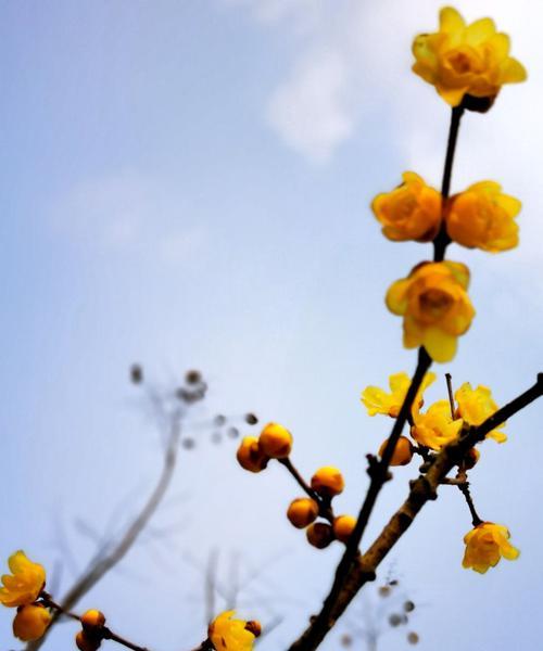 梅花的耐寒能力（探究梅花在极寒天气下的生存之道）