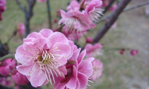 梅花之美（探究梅花在文化中的象征意义）